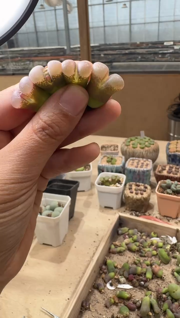 30-80多肉植物肉锥