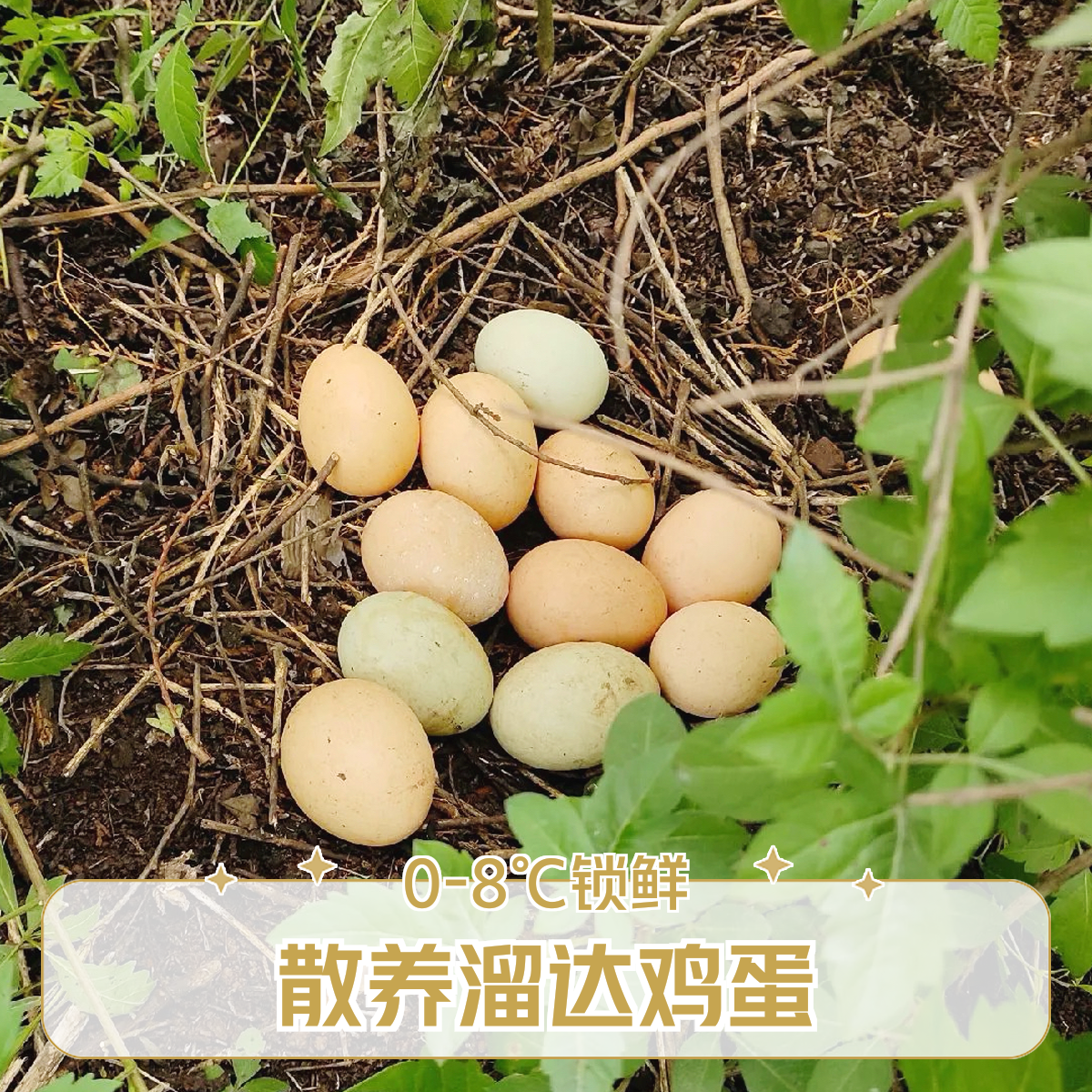 莜浓谷粮鲜鸡蛋小时候味道~吃五谷粮食喂养~健康香好吃鸡蛋