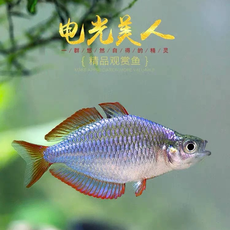 电光美人鱼热带观赏灯科鱼刚果美人石美人鱼孔雀斑马淡水群游鱼