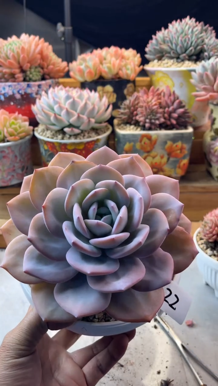 r****i22奶茶老桩1111111111111