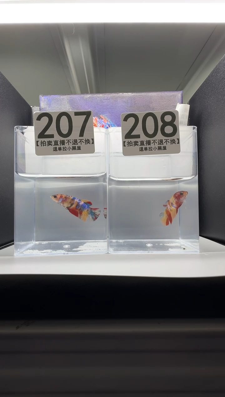 斗鱼母鱼编号：207-208
