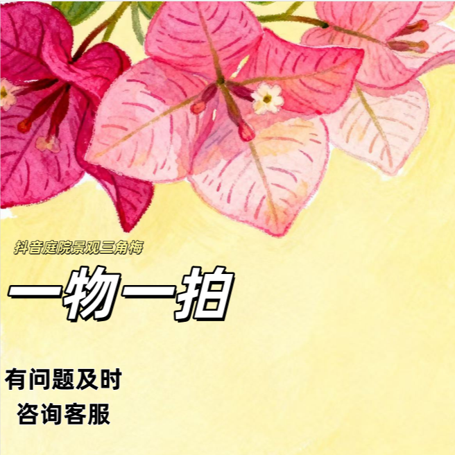 庭院新品四季开花三角梅精品带盆栽室内外院子阳台款一物一拍