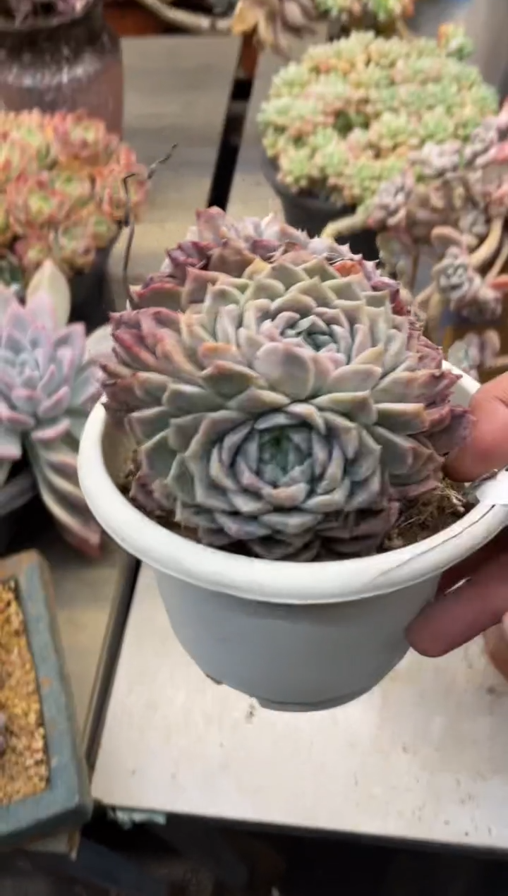 【闪购商品】177波塞冬