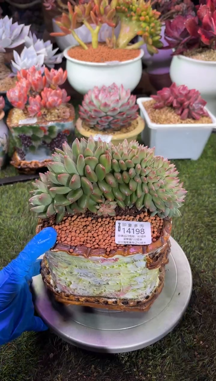 【闪购商品】14198