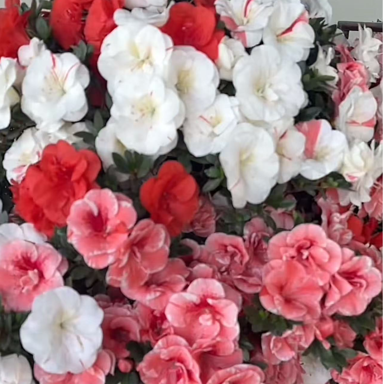 皋月杜鹃花木槿花盆栽稀有品种多色适合室内外观赏佳品