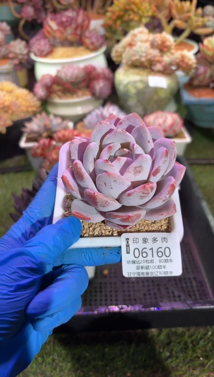 【闪购商品】06160