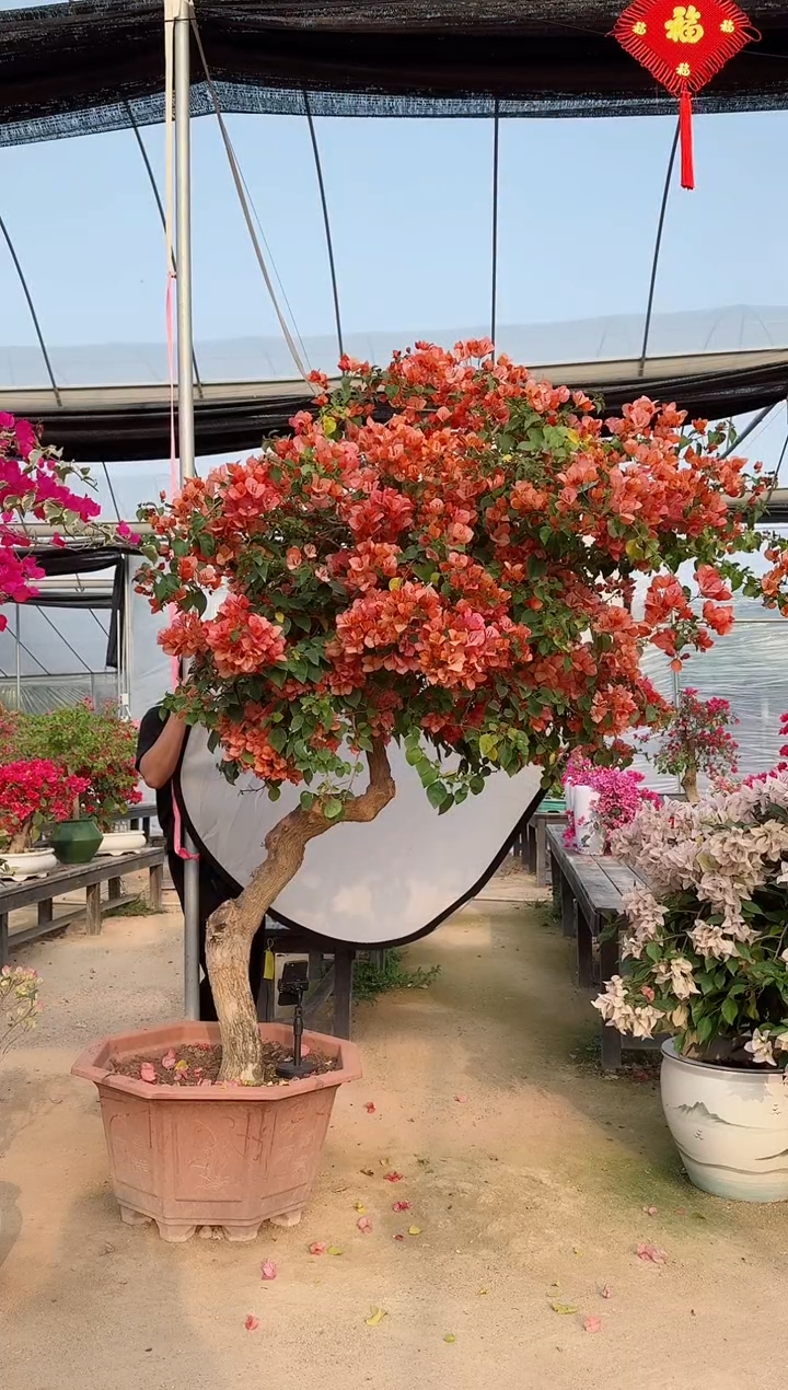 【闪购商品】盆景橙不甜