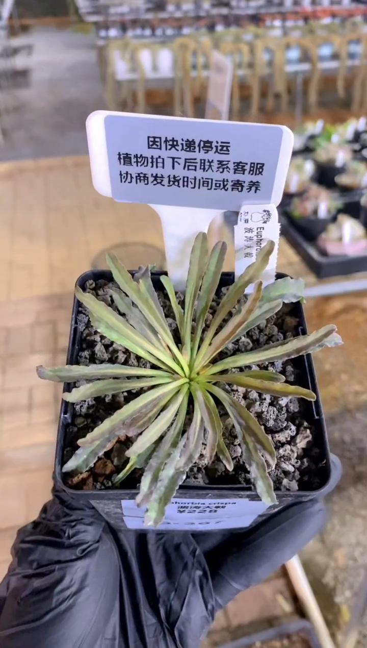 【闪购商品】波涛大戟FB-387