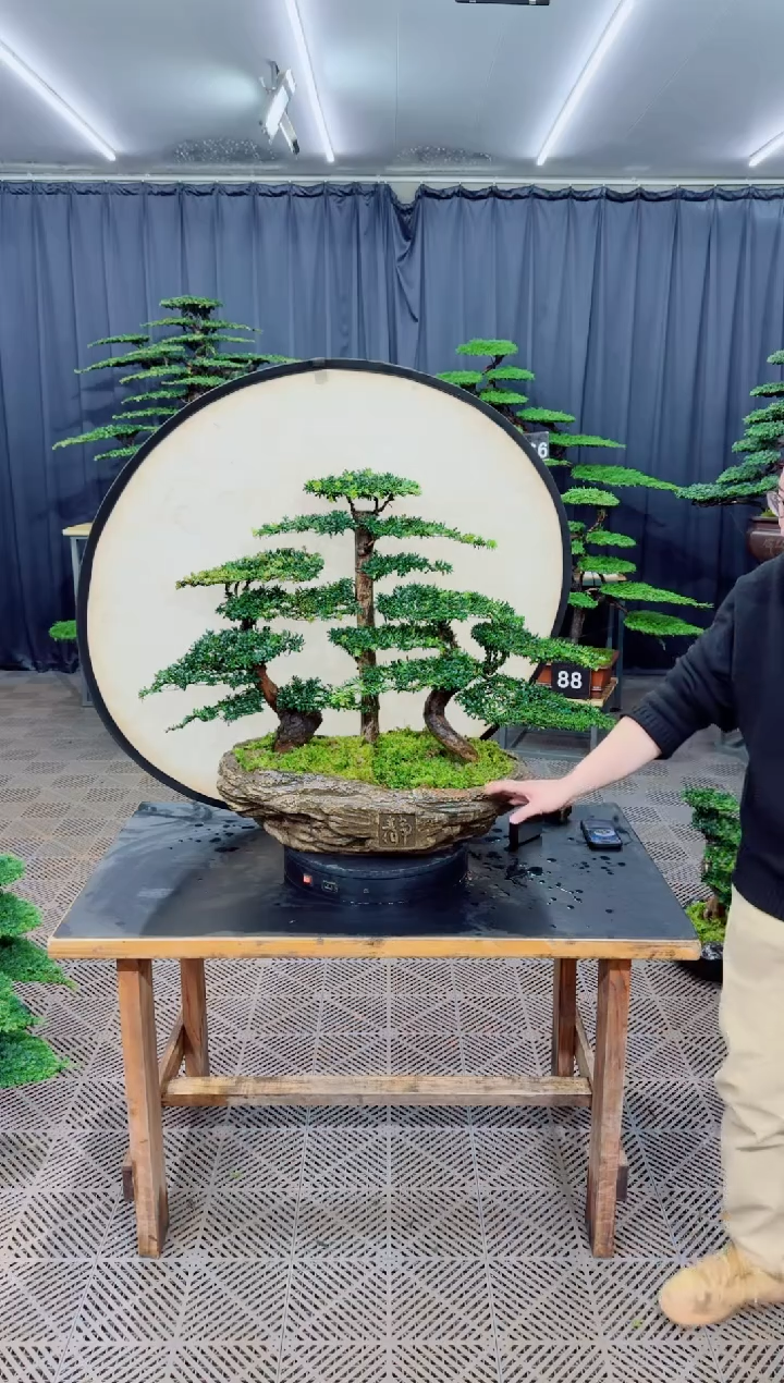 无花朵特**斯盆景.......