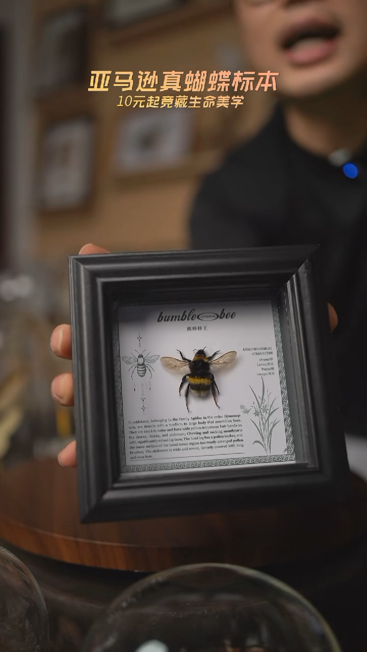 有机玻璃熊蜂四寸欧式方框