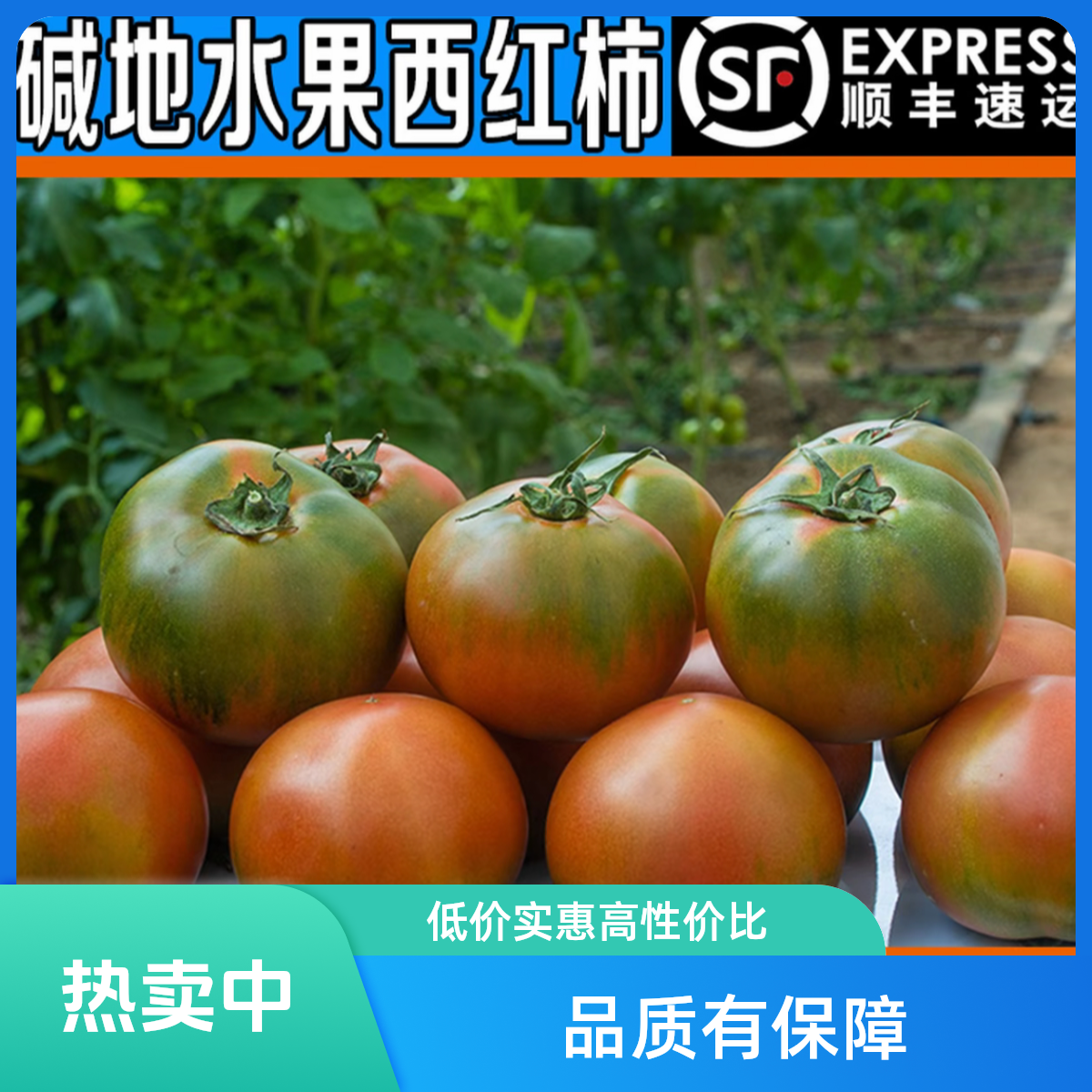 【手挑精选】高品质盐碱地多汁铁皮西红柿自然熟番茄孕妇水果辽宁省