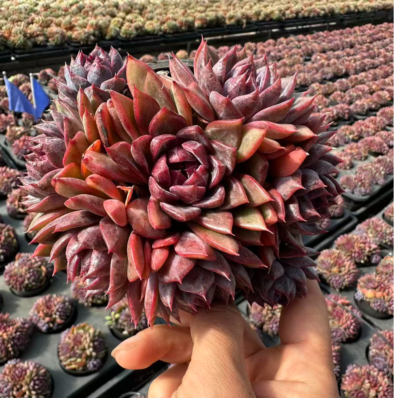 10#蓝莓精致朵朵群多肉植物  前男友精品多肉