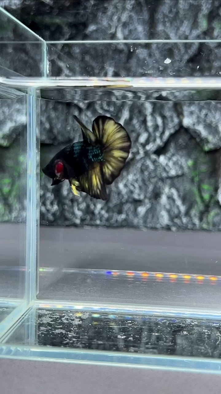 斗鱼竞拍链接A029