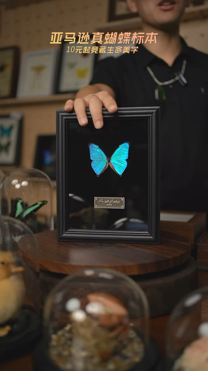 夏*?蝴蝶标本摆件n232