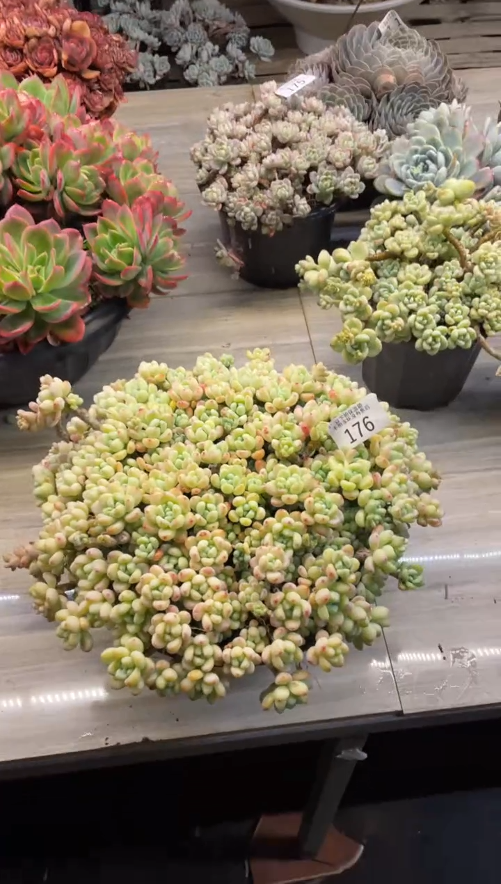 【闪购商品】176罗琦