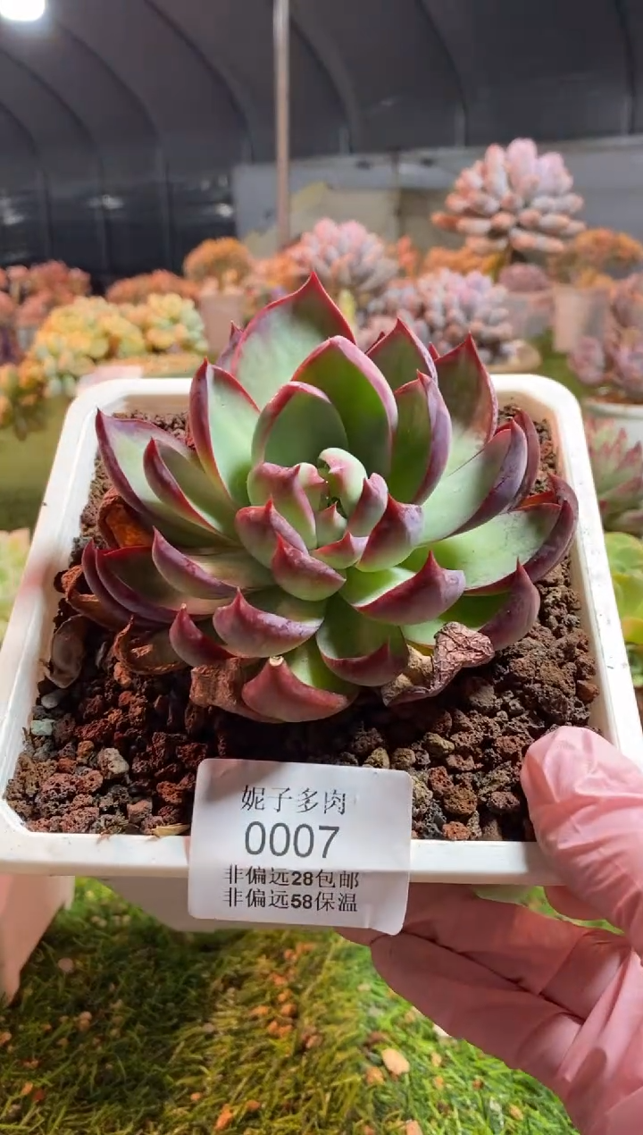 【闪购商品】0007a