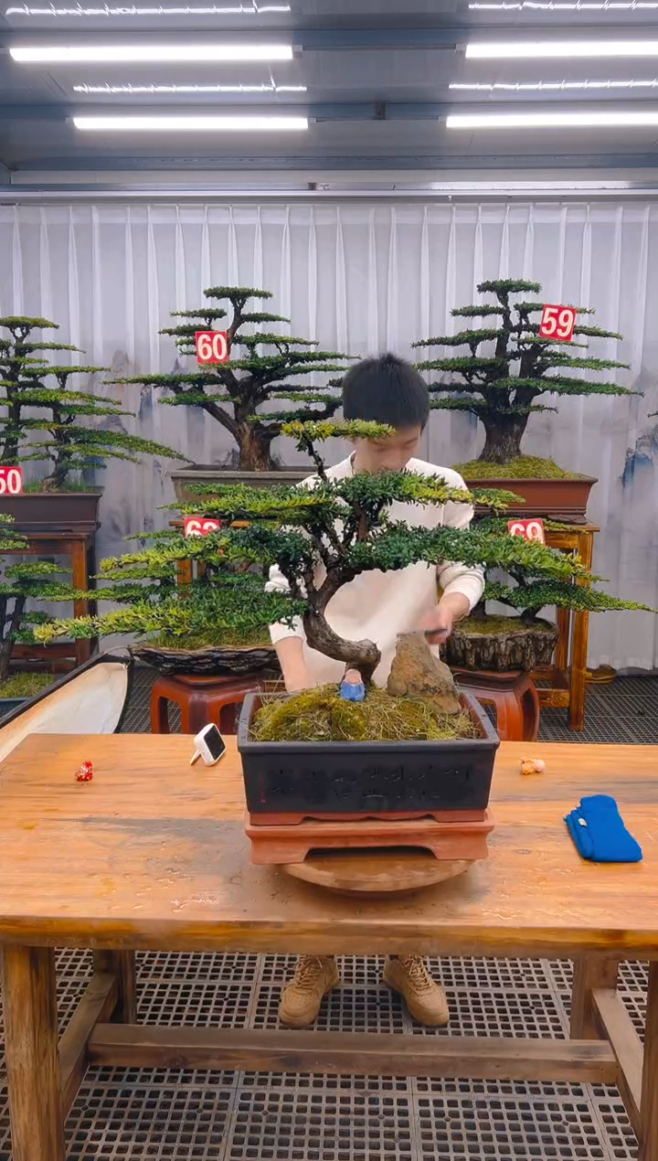 【闪购商品】紫砂精品盆景直播间一物一拍