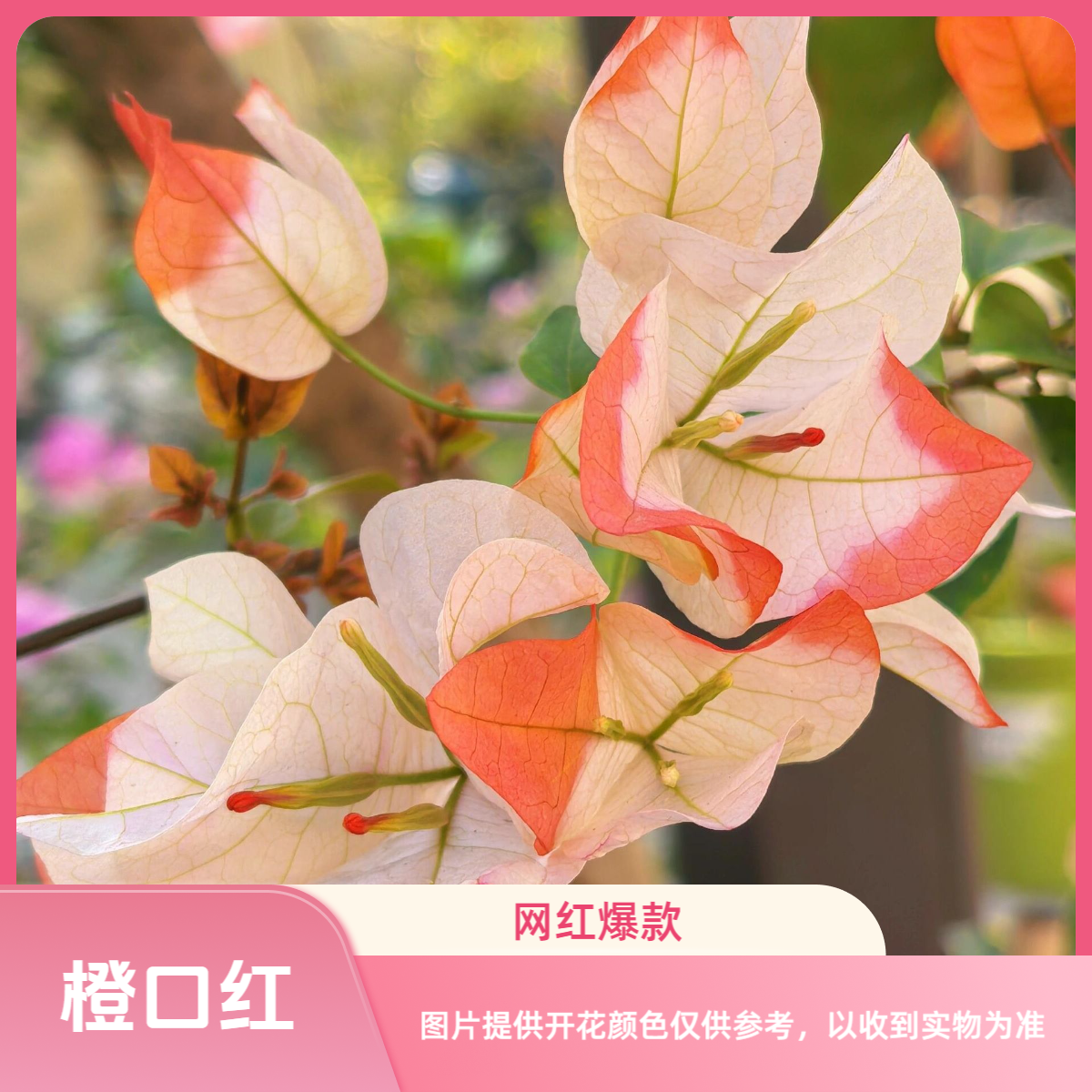 【橙口红】原生正版苗四季开花勤花好养易成活懒人植物