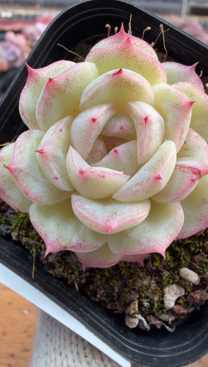 东云多肉园三店-169