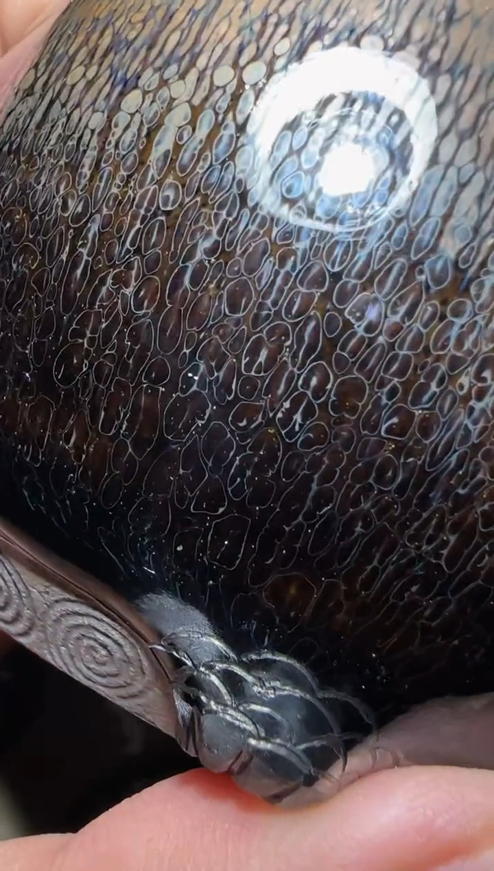 【闪购商品】茶盏老布甄选建盏茶器181