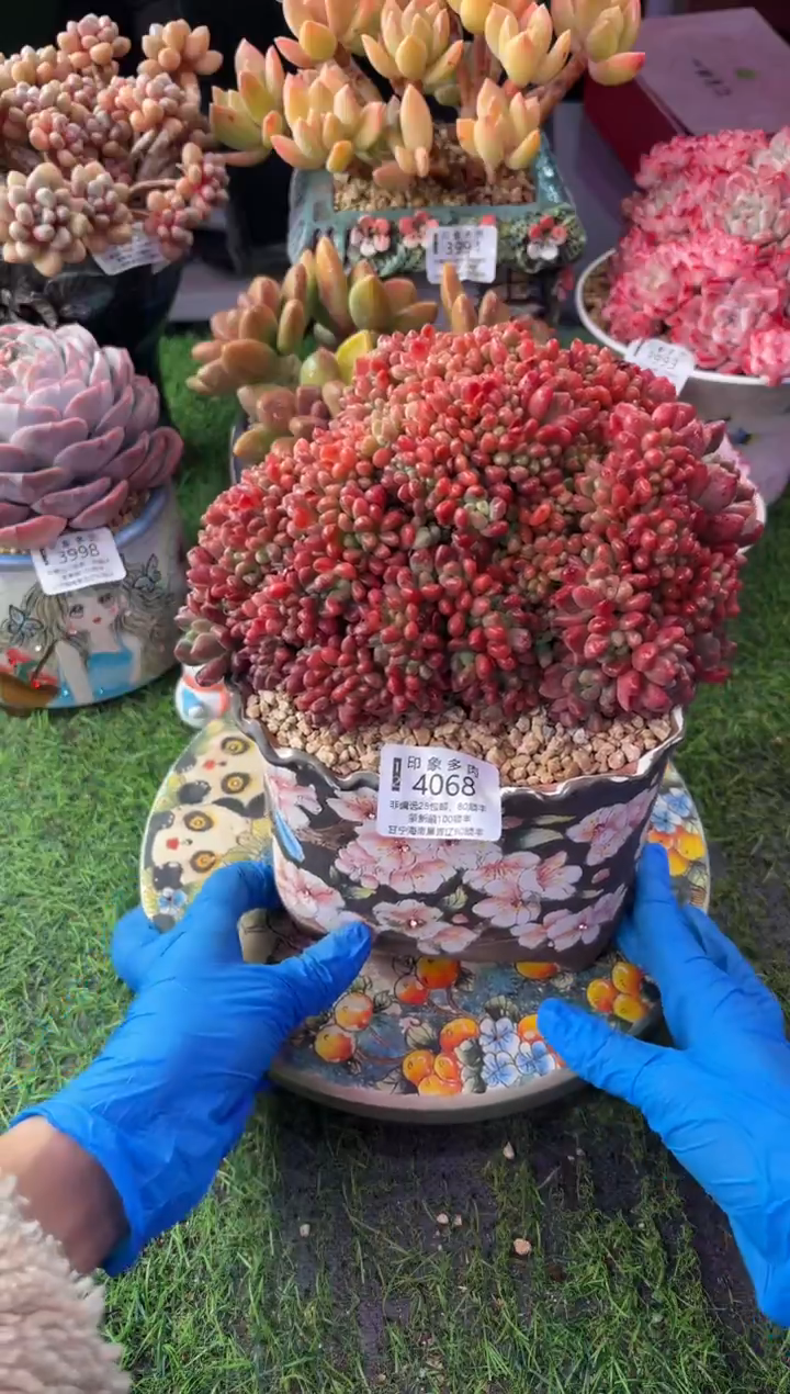 昆明印象多肉4068