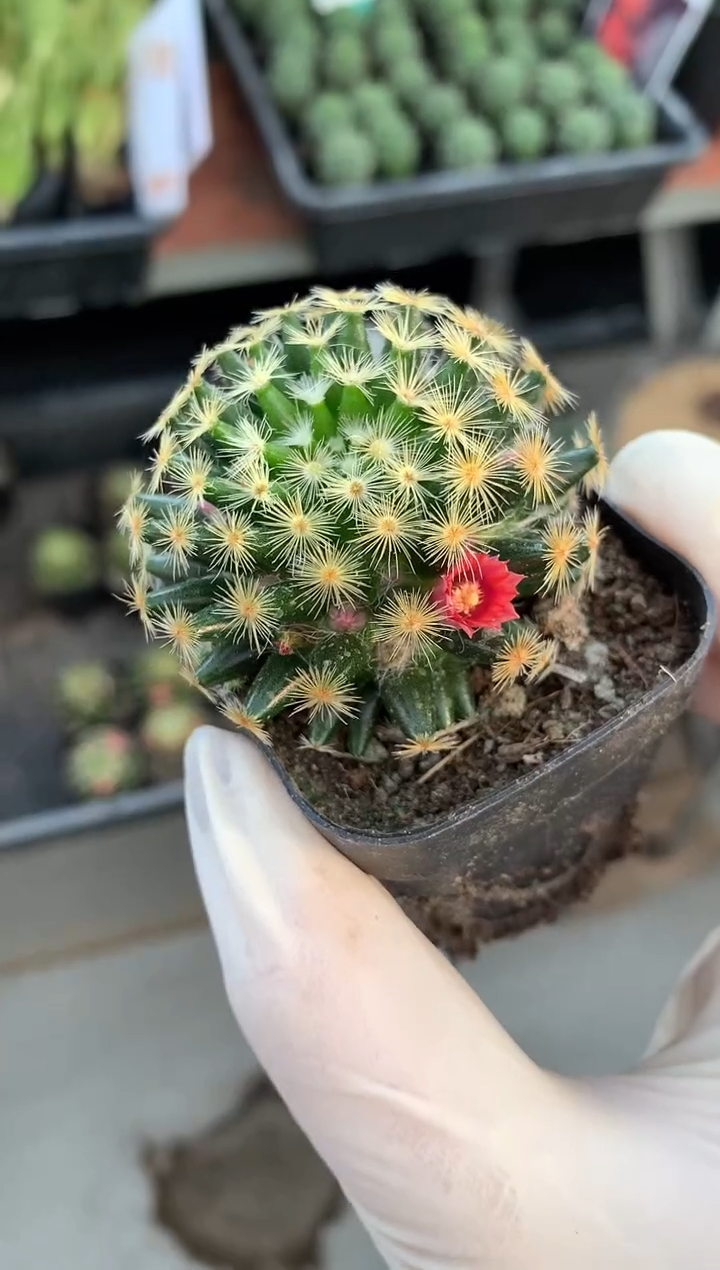 （满18元包邮）小号红花明星，裸根