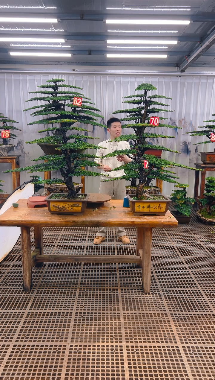 无花朵海*精品盆景直播间一物一拍