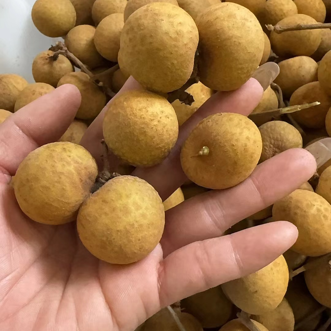 【顺丰包邮】龙眼净重4斤装新鲜龙眼