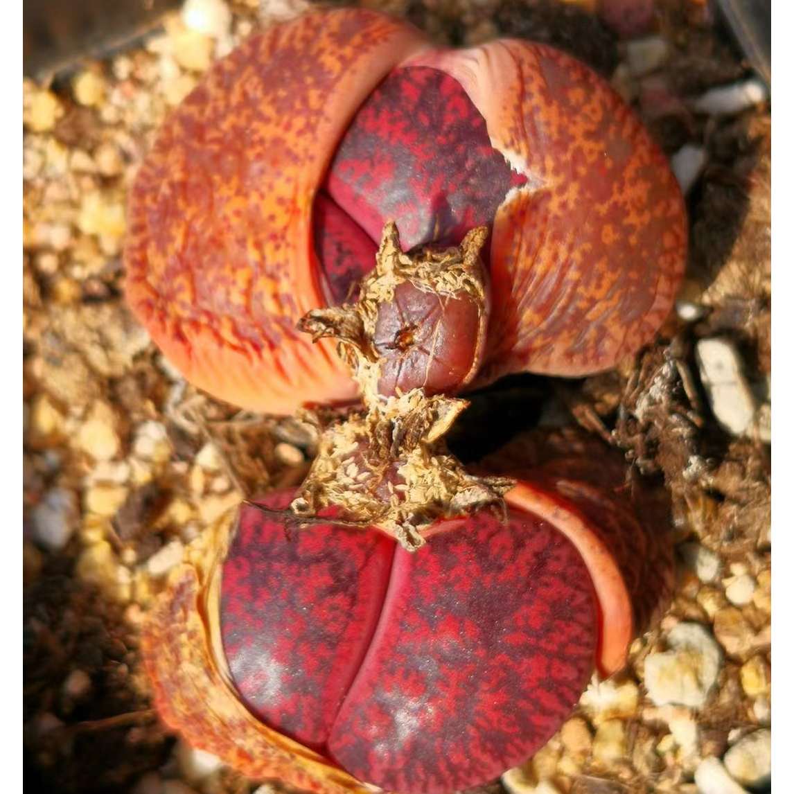 选货链接，肉植物番杏