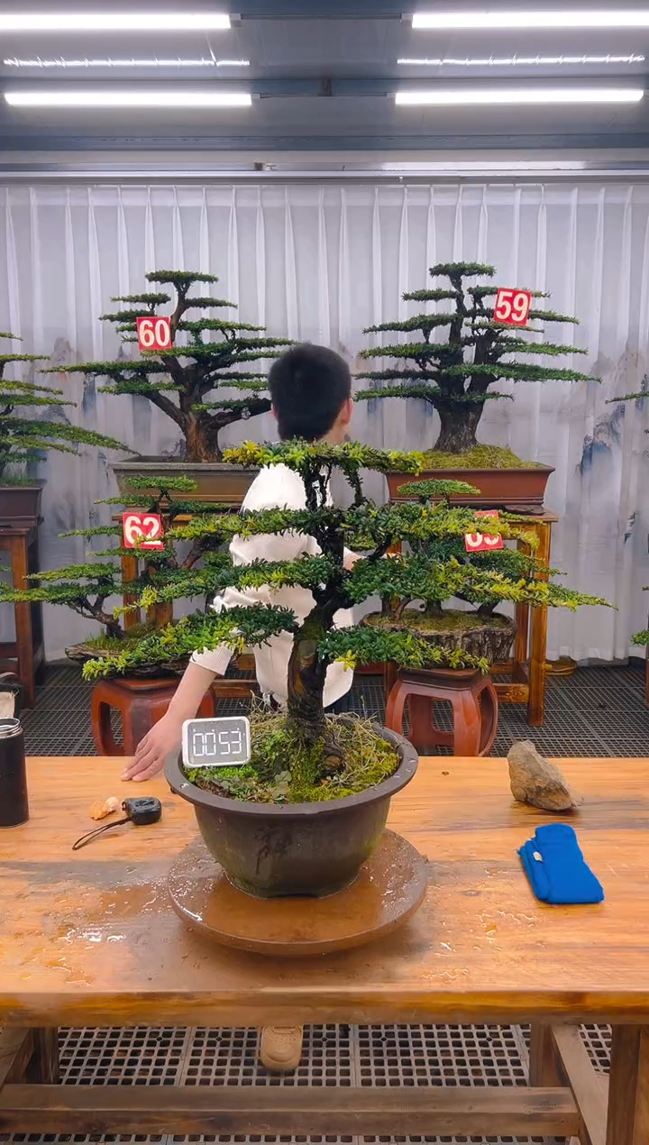 【闪购商品】紫砂精品盆景直播间一物一拍