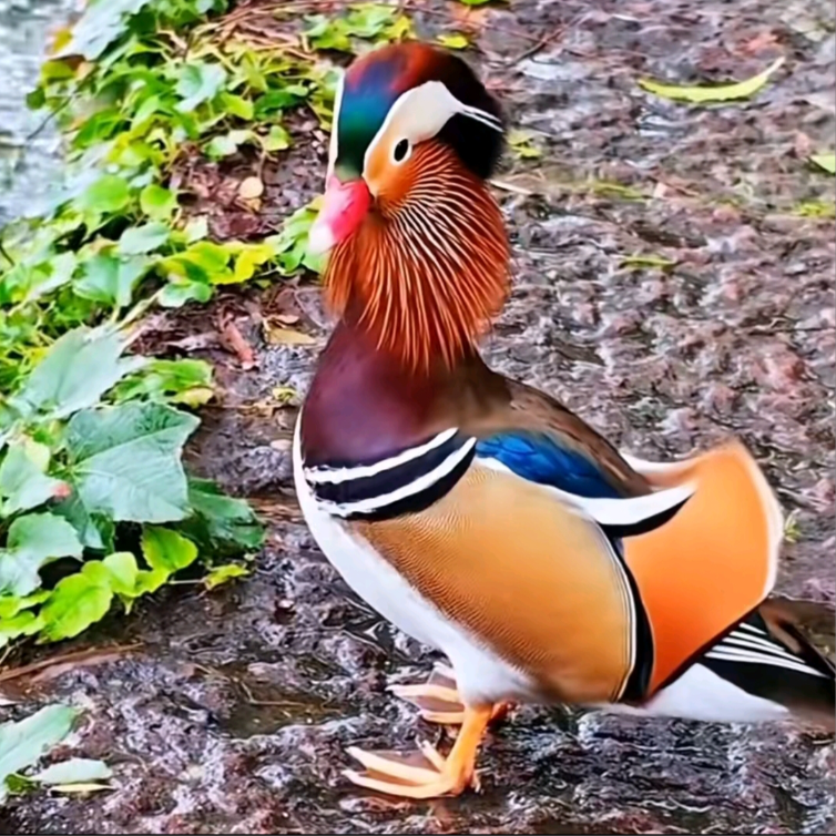 【A福利款】宠物鸭七彩鸭观赏鸭顺丰包邮