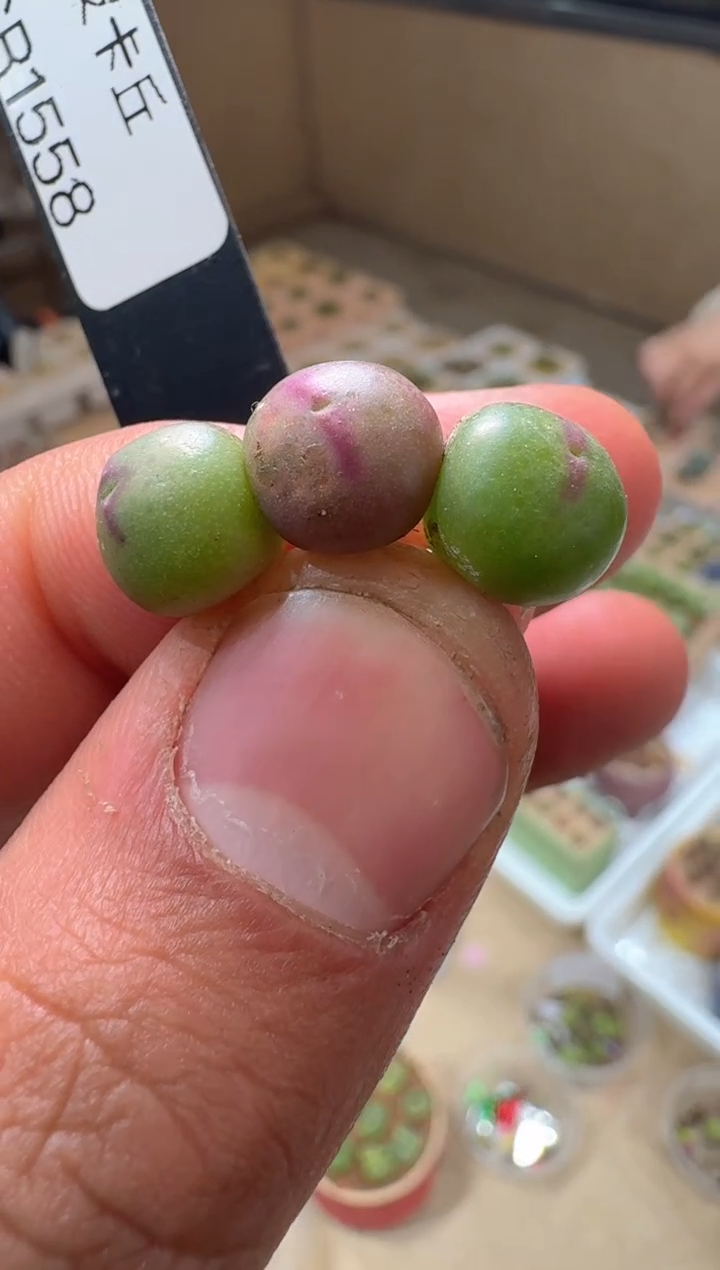 208多肉植物肉锥CR1558皮卡丘一颗