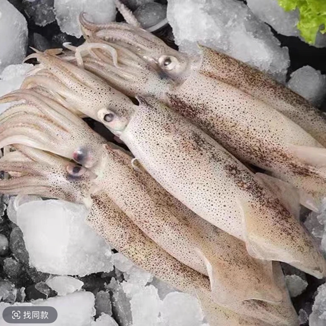 新鲜笔管鱼公海兔鱿鱼无籽火锅食材商用顺丰冷冻发货