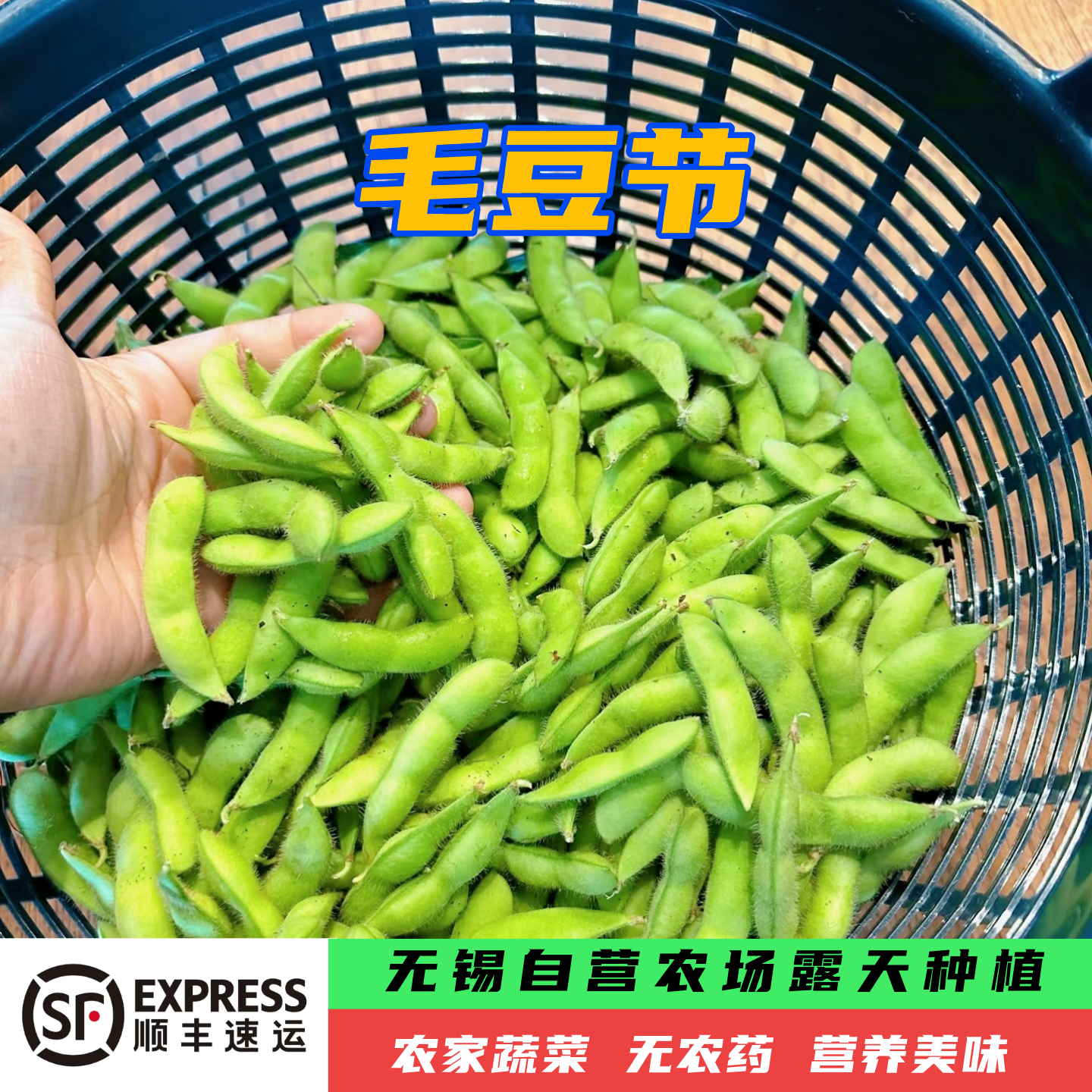 （新上市）本地露天毛豆节顺丰包邮新鲜毛豆毛豆