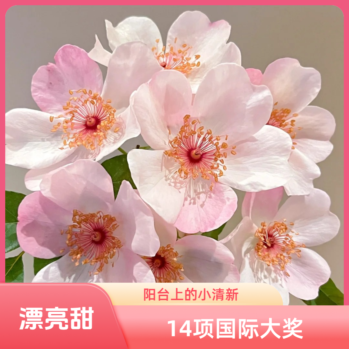 黑哥的花园小清新漂亮甜月季丰花单瓣花获​​14项国际大奖耐热耐晒