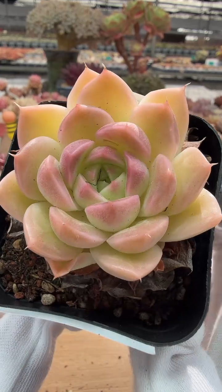 东云多肉园二店-60