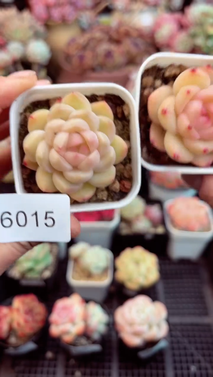 【闪购商品】6015单头多肉