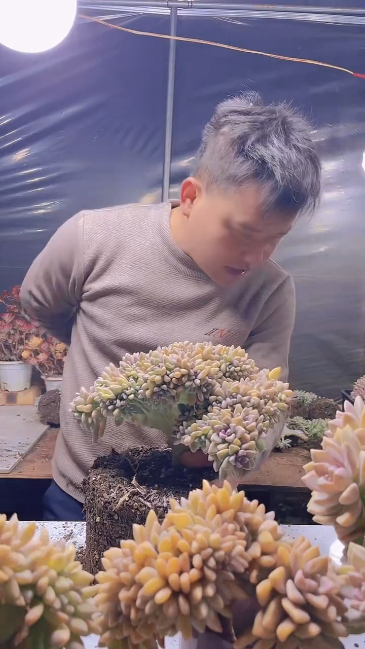 【闪购商品】缀化365