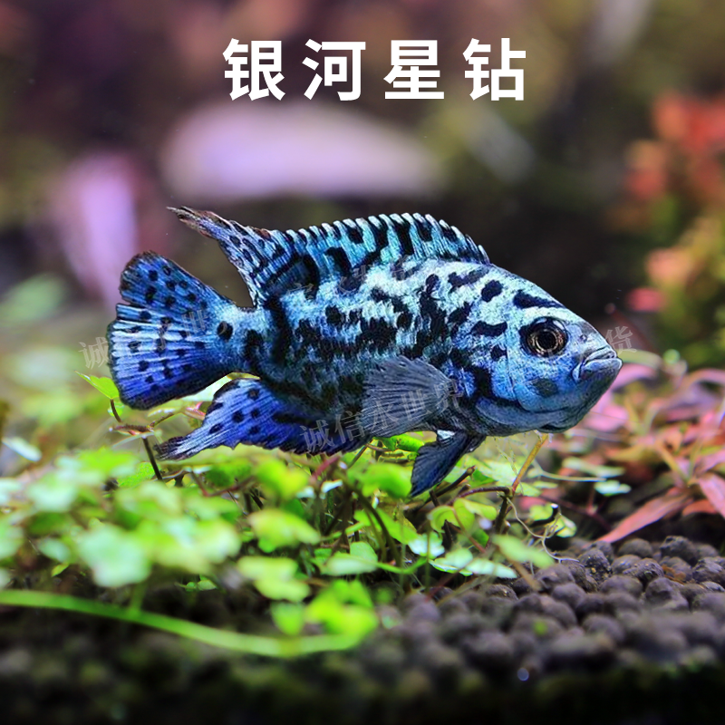 银河星钻鱼美洲短鲷热带馆啊好难过鱼活体新手好养耐活