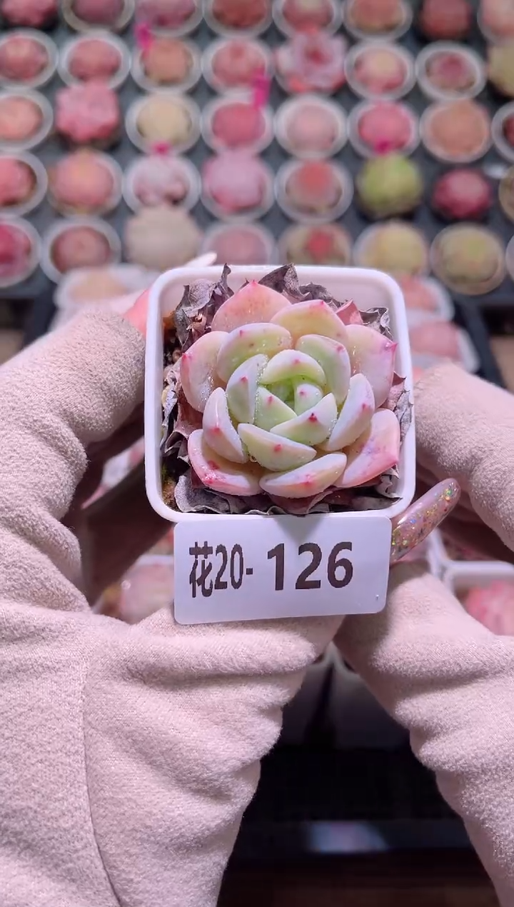 【闪购商品】20-126白纱