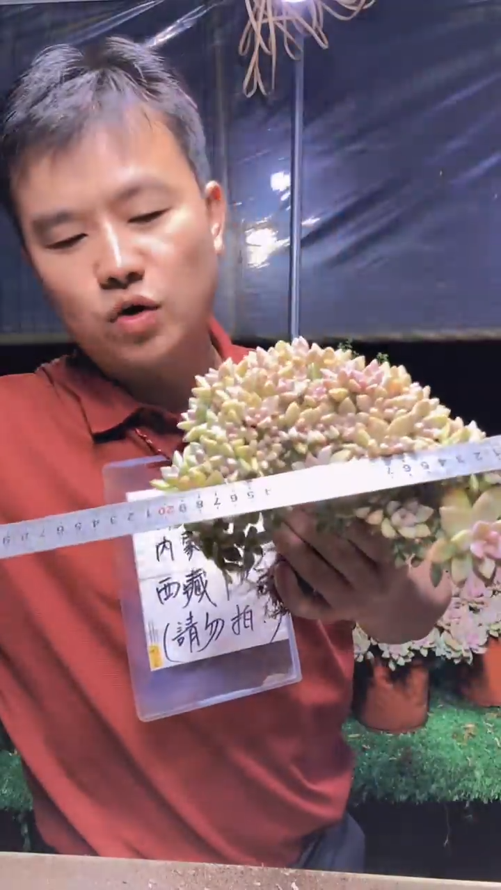 160淡雪缀化一物一拍