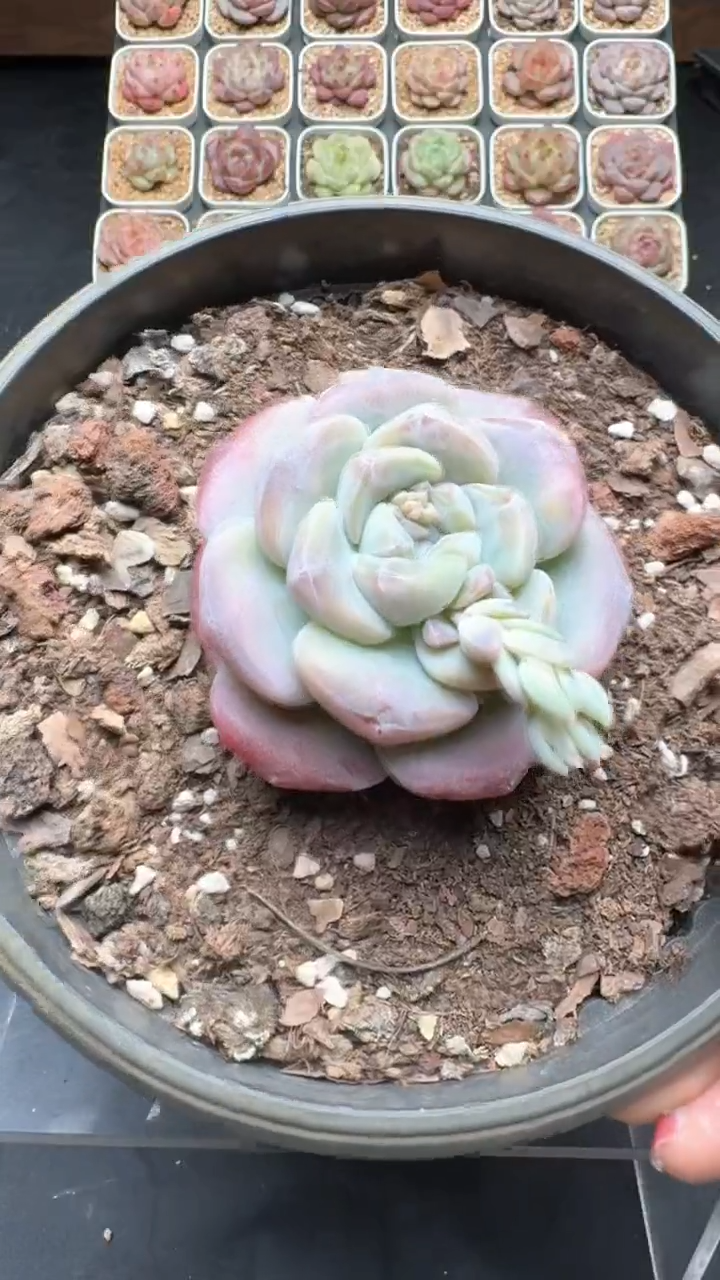 【闪购商品】191号珍妮多肉一物一拍3单包邮