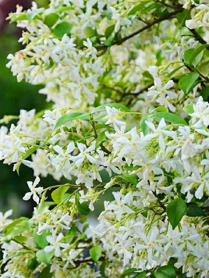 风车茉莉    茉莉入户发家致富