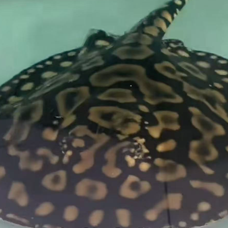 【福利】皇冠黑金魟鱼鲜活活体