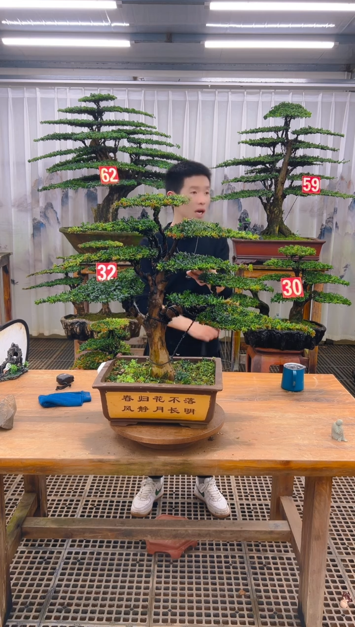 无花朵我**？精品盆景直播间一物一拍