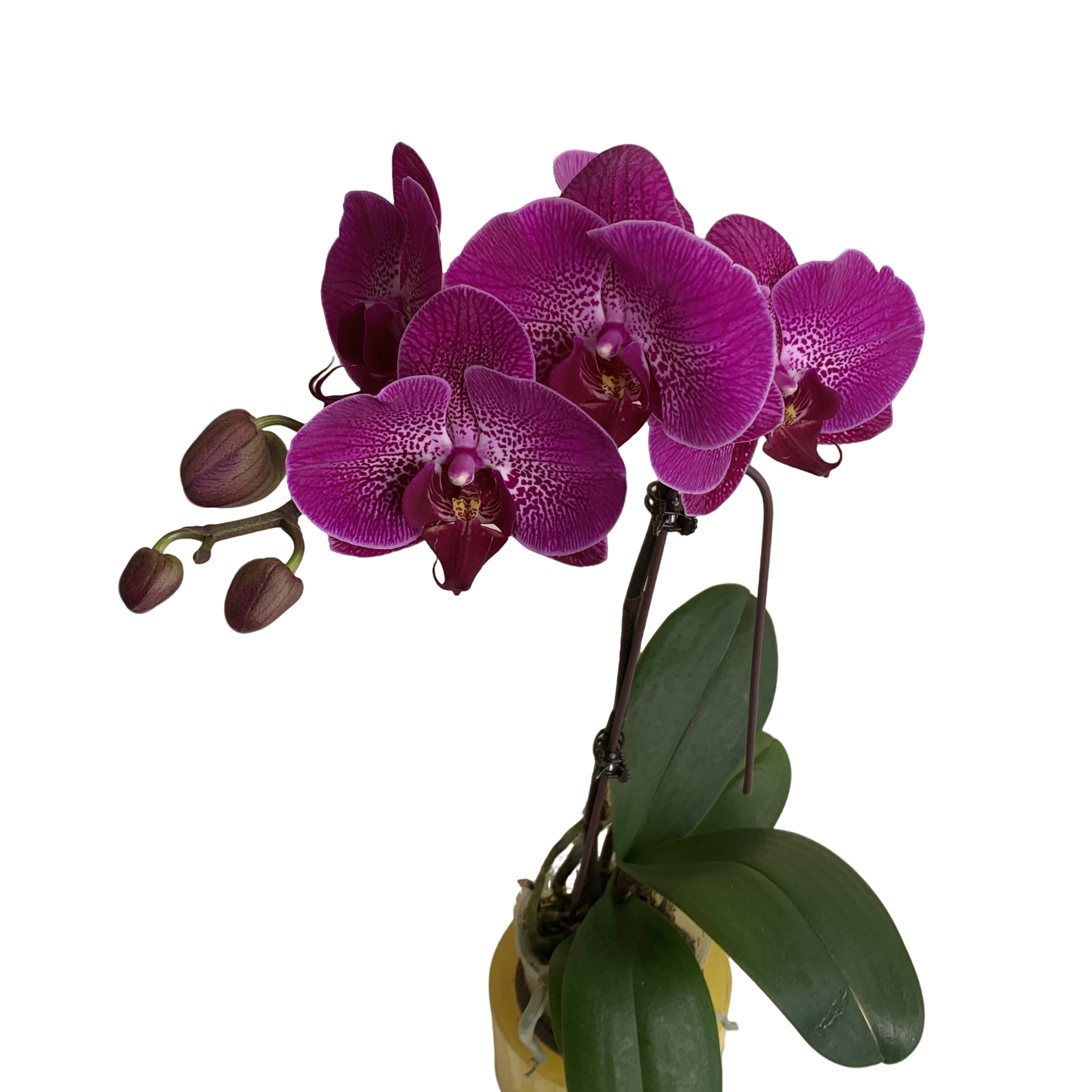 紫露仙子蝴蝶兰开花株带花剑带花室内花卉 基地直发