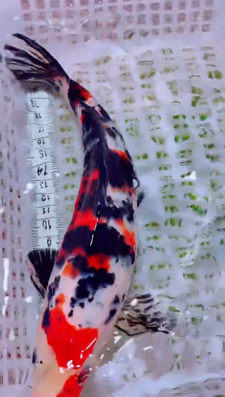 锦鲤血统锦鲤全场包邮12