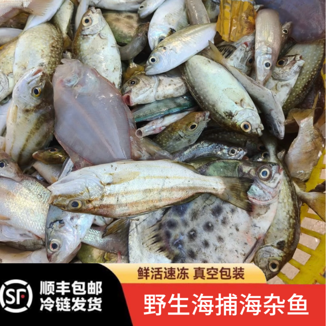 广东本港鲜活海捕野生海杂鱼 随机搭配码头直供顺丰冷链包邮