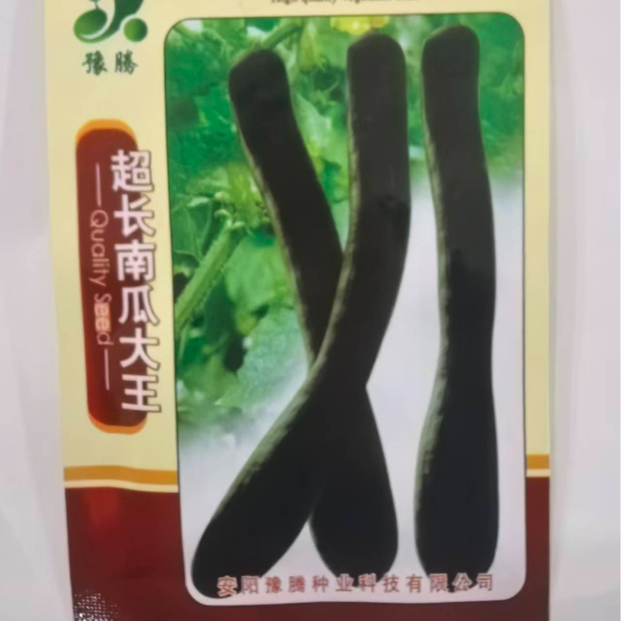 超长南瓜大王果肉橙黄色:嫩瓜澛悄瓜均可食用，味甜甘面，食者皆喜。