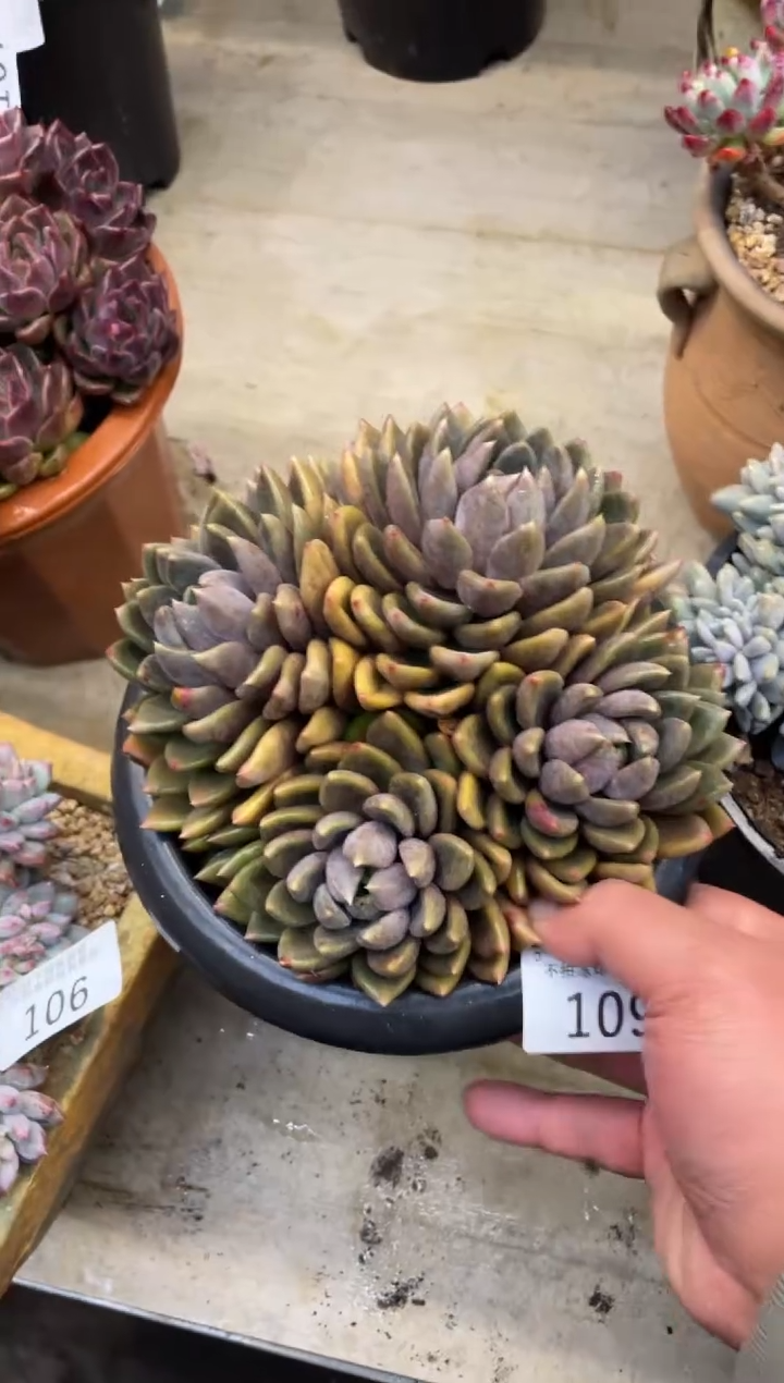 【闪购商品】109象牙